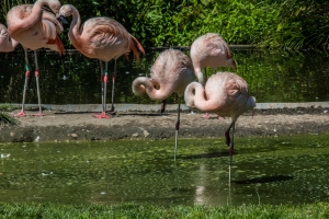 Flamant rose